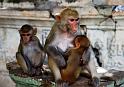 Village Monkey family